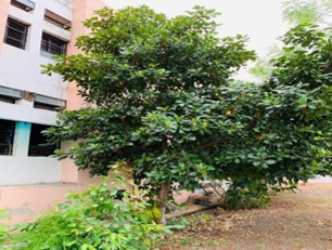 Medicinal plants Jackfruit