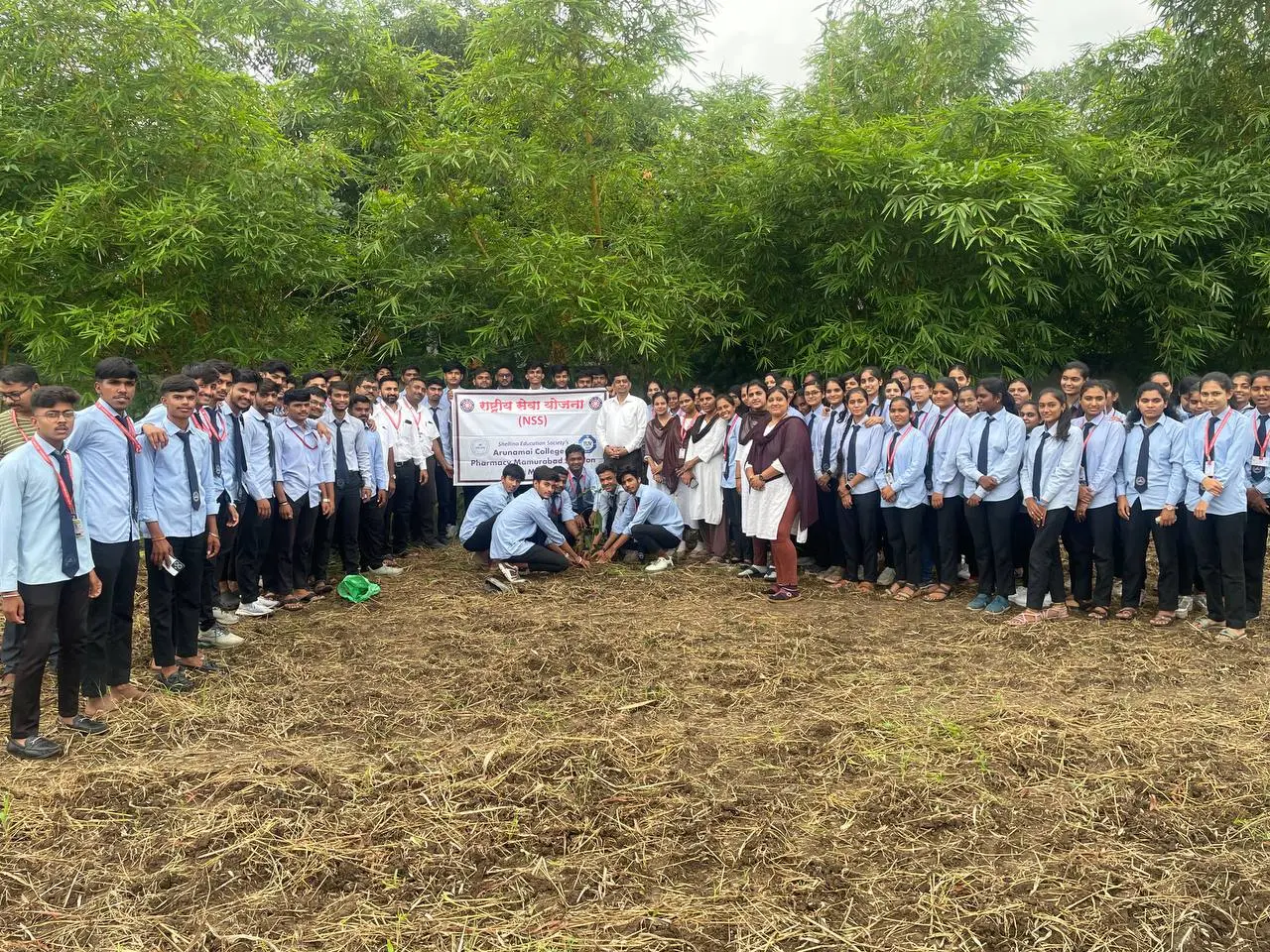 Tree Plantation (1)